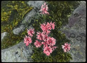 Image: Flowers (Pink)
